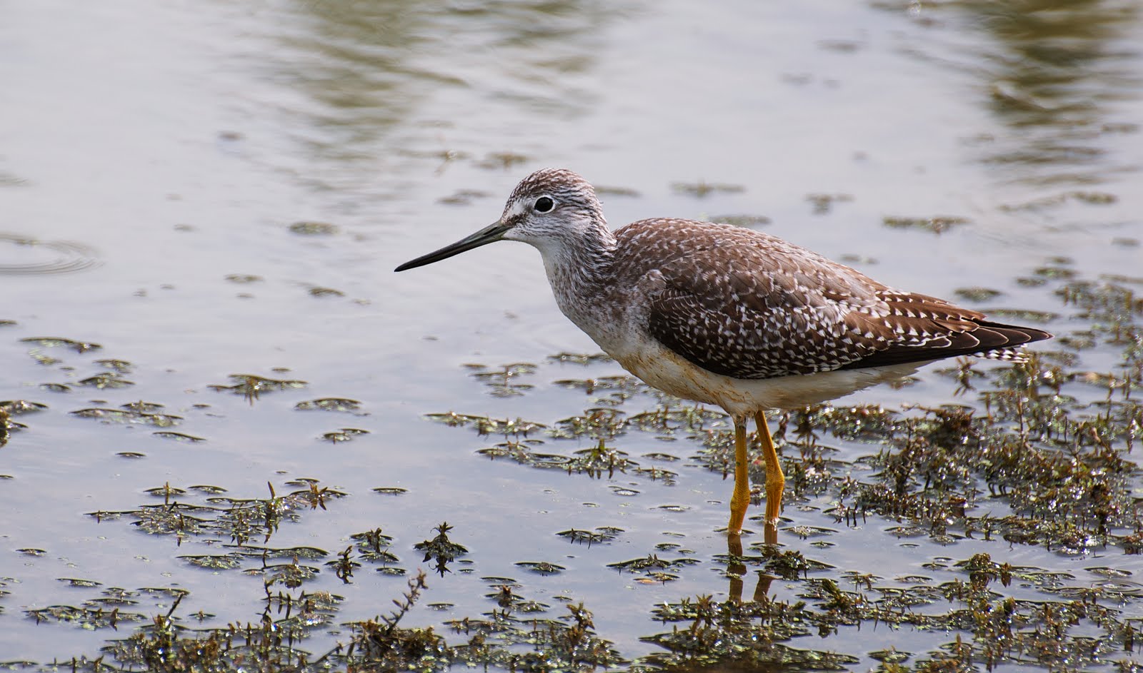 NW Bird Blog Greater Yellowlegs
